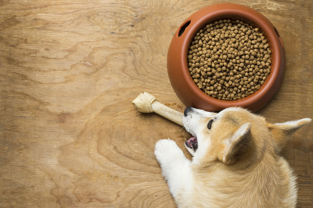 6 Human Foods That Are Safe For Dogs