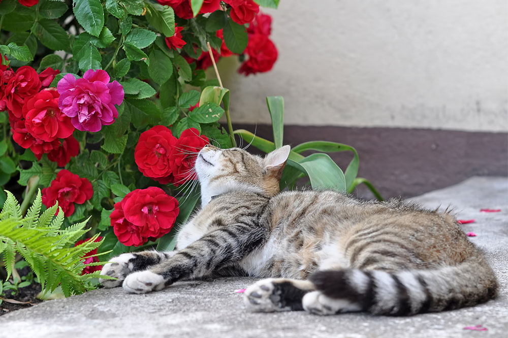 9 Toxic House Plants For Cats