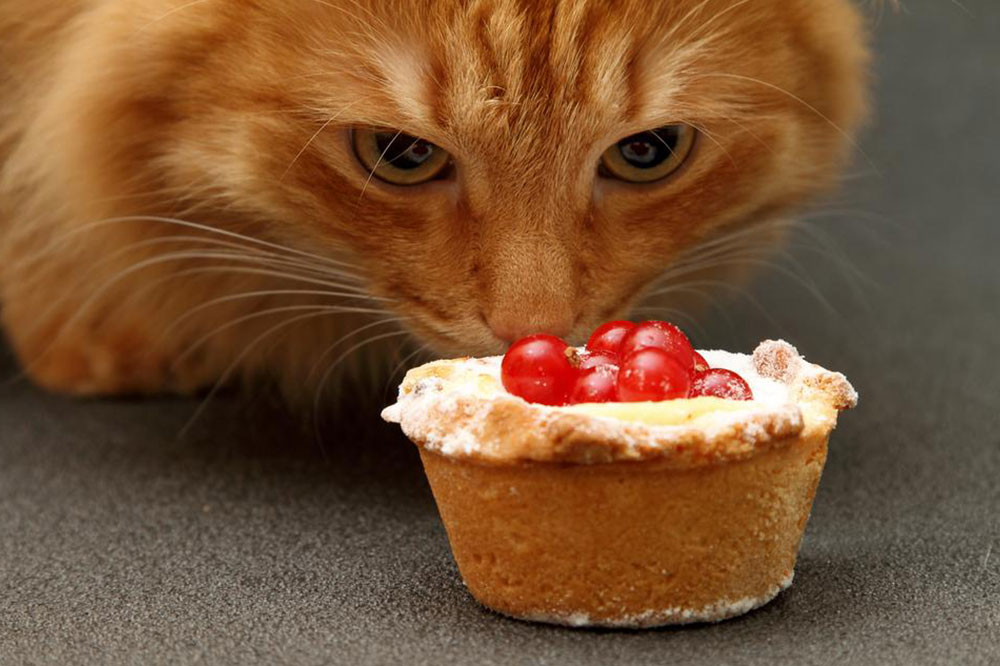Four Homemade Treats for Cats