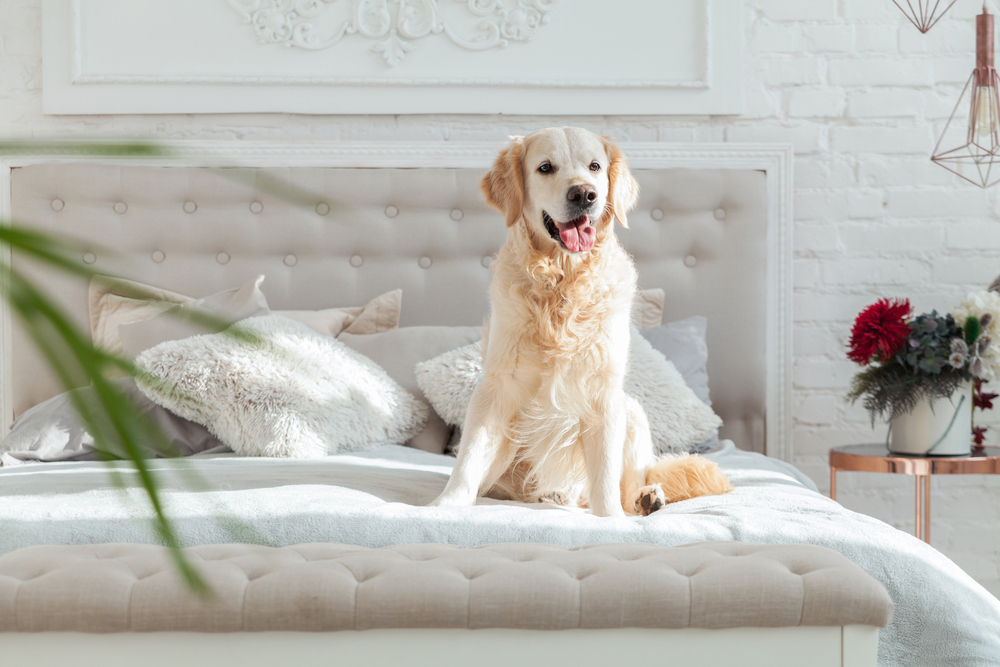 Tips for Booking Pet-Friendly Hotels