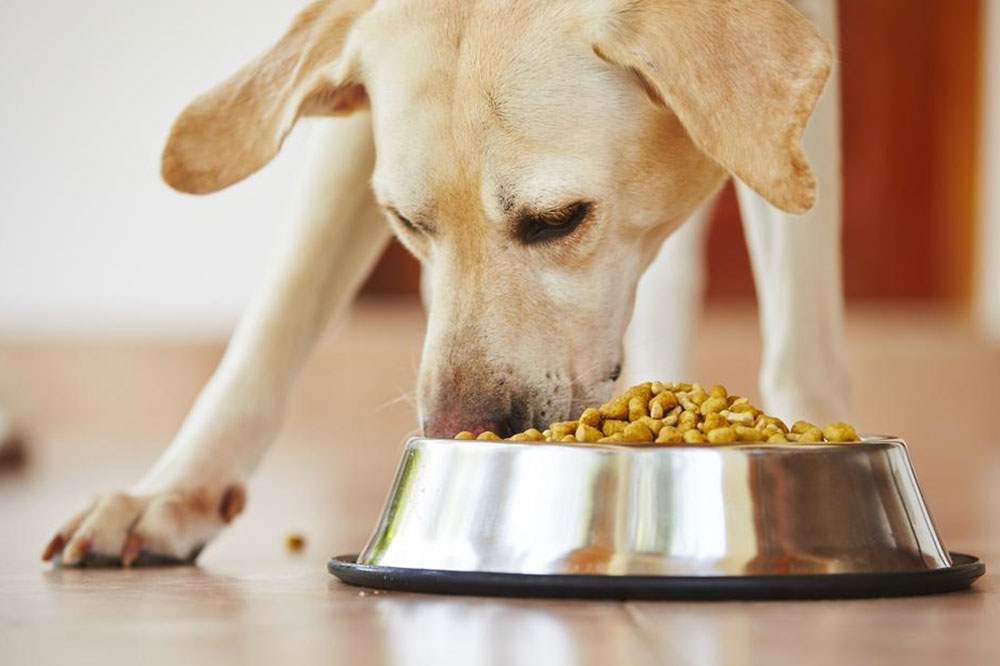 Triggers of Food Allergies in Dogs